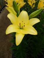 [5049 Frans Hals No02.JPG]